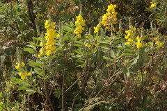 Crotalaria spectabilis